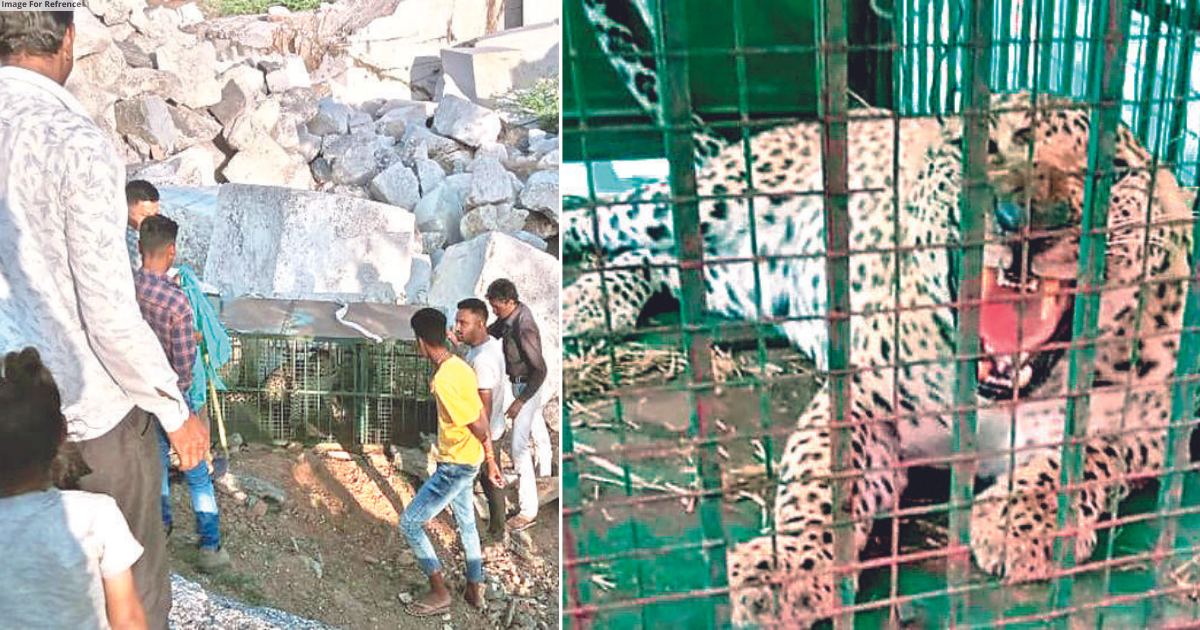 Forest officials capture 2 leopards in Ajmer, Udaipur